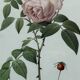 Floral illustration