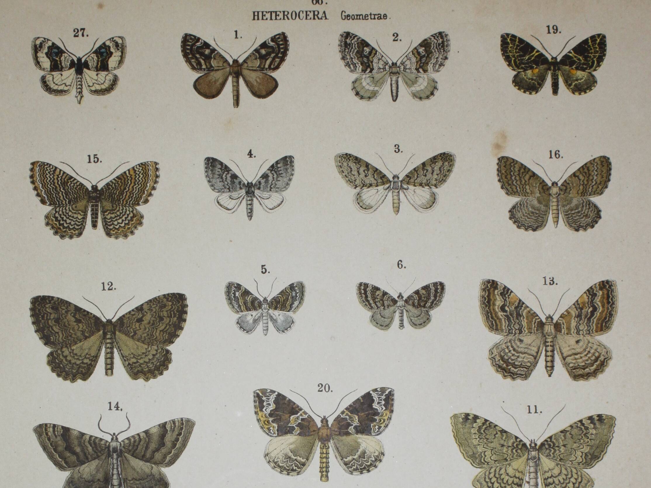 Old engraving of Butterflies - Lithograph from 1887 - Sabinata - Original illustration