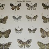 Old engraving of Butterflies - Lithograph from 1887 - Sabinata - Original illustration