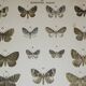 Gravure ancienne de Papillons - Lithographie de 1887 - Sabinata - Illustration originale