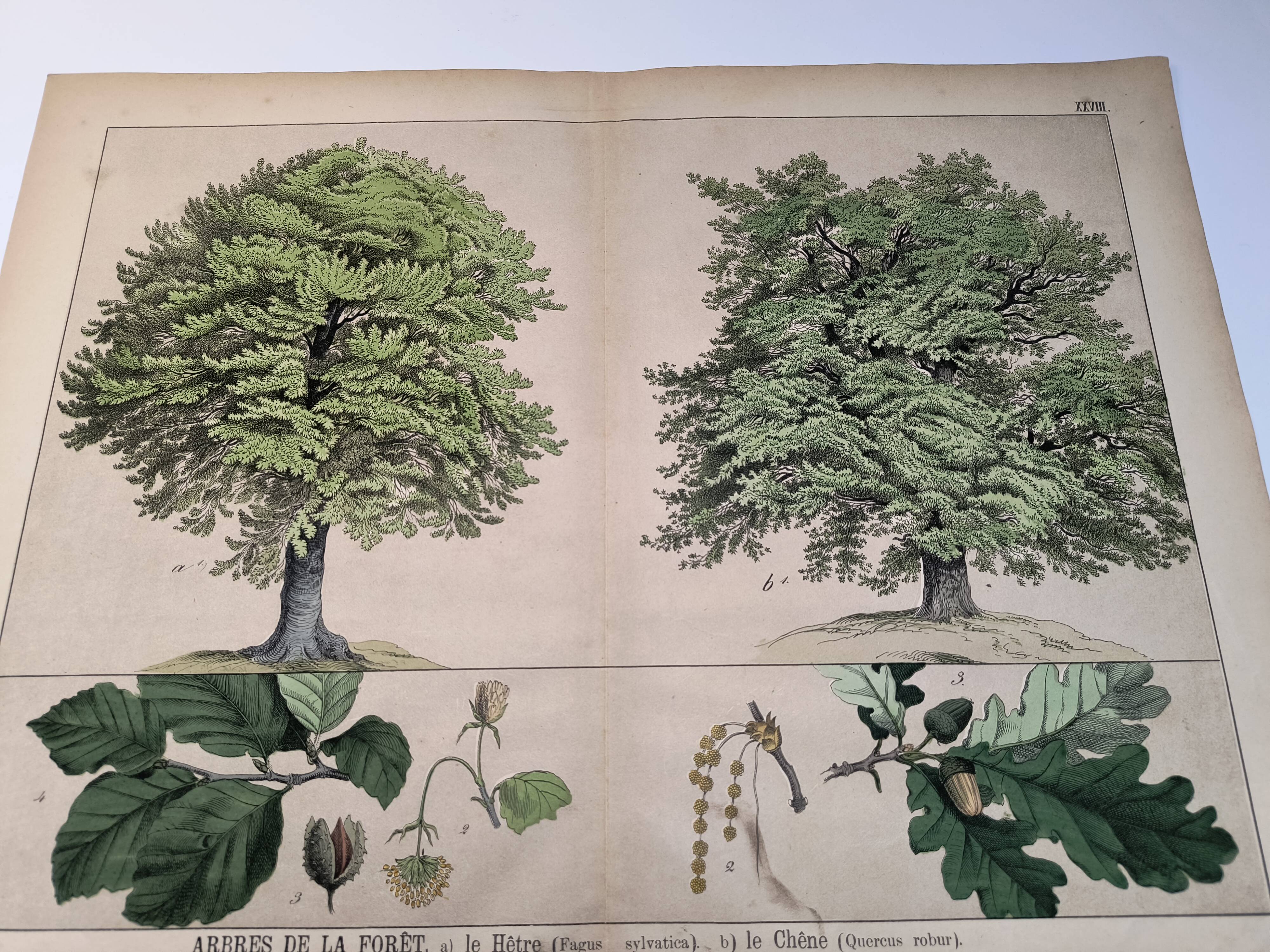 Gravure botanique 1870. Hêtre et Chêne. Planche arbre Vintage