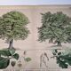 Gravure botanique 1870. Hêtre et Chêne. Planche arbre Vintage