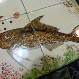 Ceramic coffee table with fish patterns