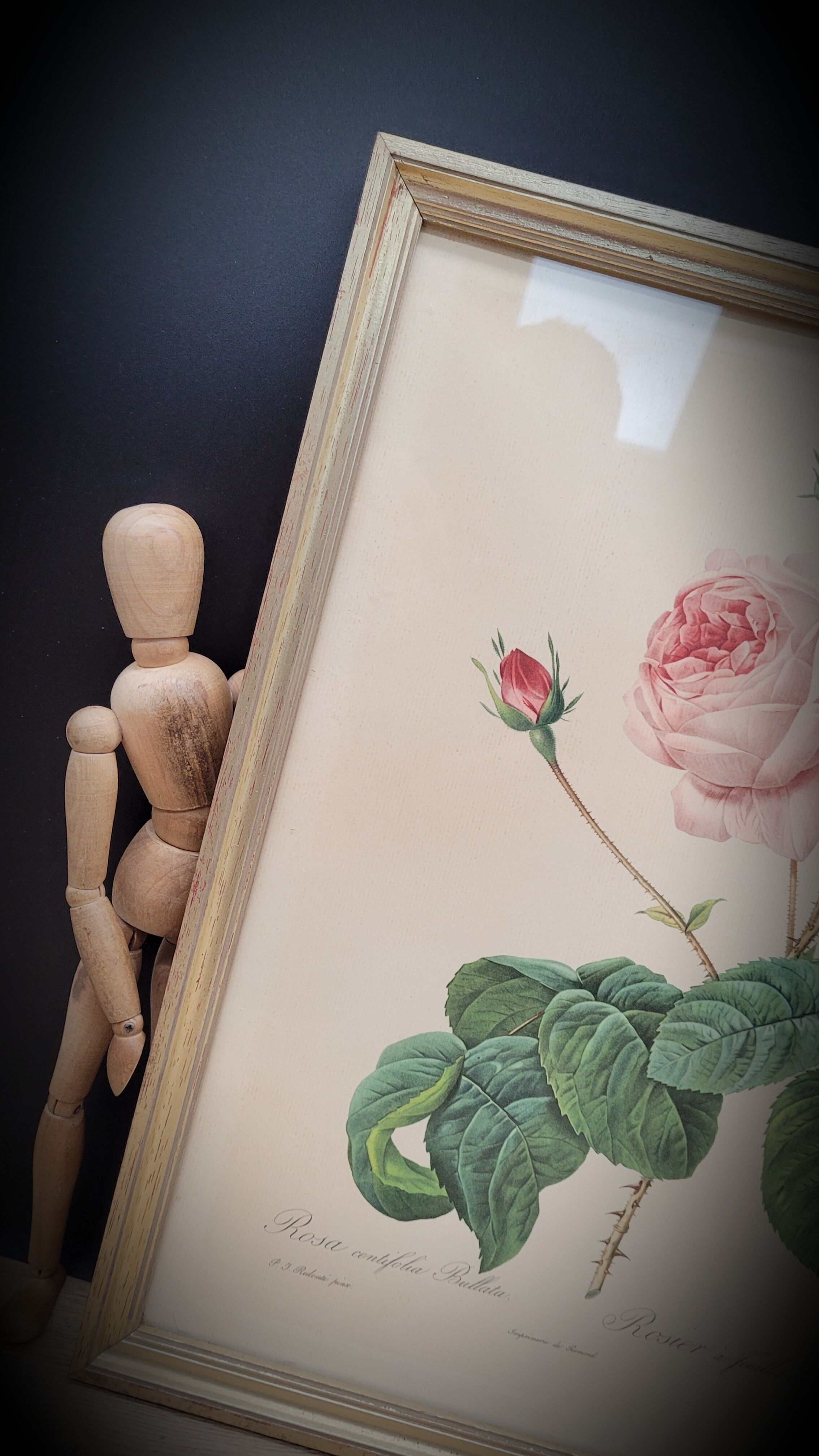 Lithograph Rose Leaves Lettuce