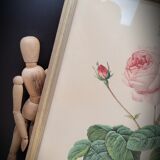 Lithograph Rose Leaves Lettuce