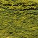 Tapis Vert Contemporain - 310 x 250 cm