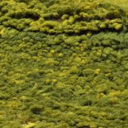 Contemporary Green Carpet - 310 x 250 cm