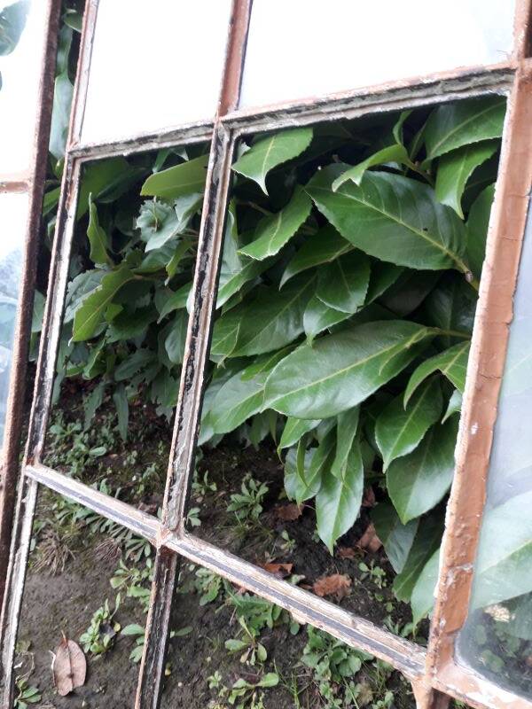 Industrial arched metal windows L73xH110 19th century glass roof