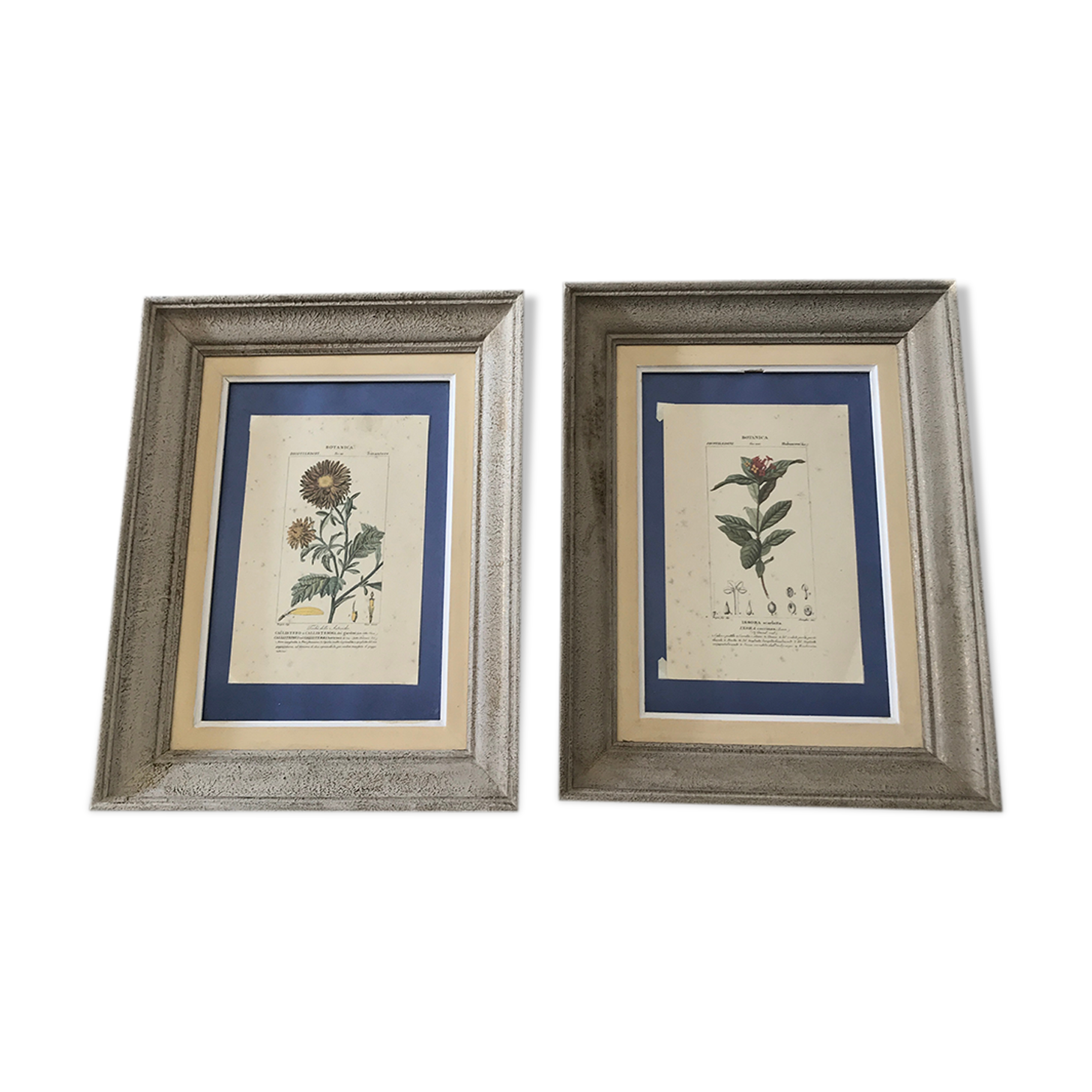Ancient botanical plank frames