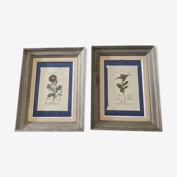Ancient botanical plank frames