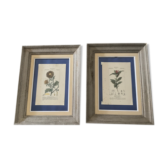 Ancient botanical plank frames