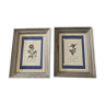 Ancient botanical plank frames