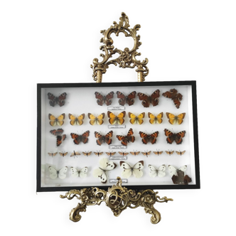 Butterflies stuffed taxidermy