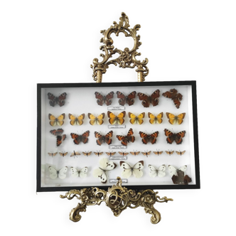 Papillons naturalisé taxidermie