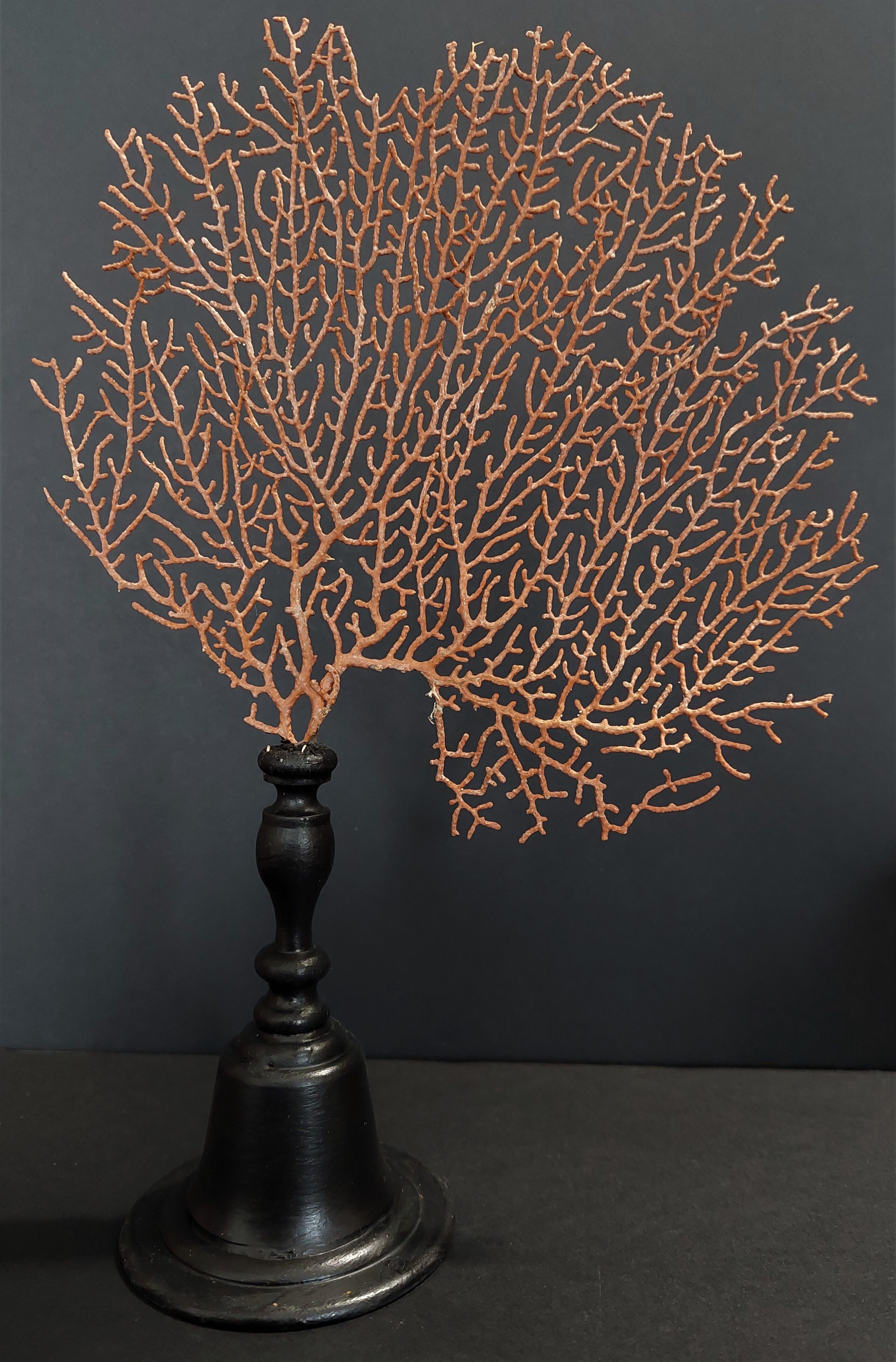 Cabinet of Curiosities red gorgon paramuricea clavata on base