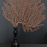 Cabinet of Curiosities red gorgon paramuricea clavata on base