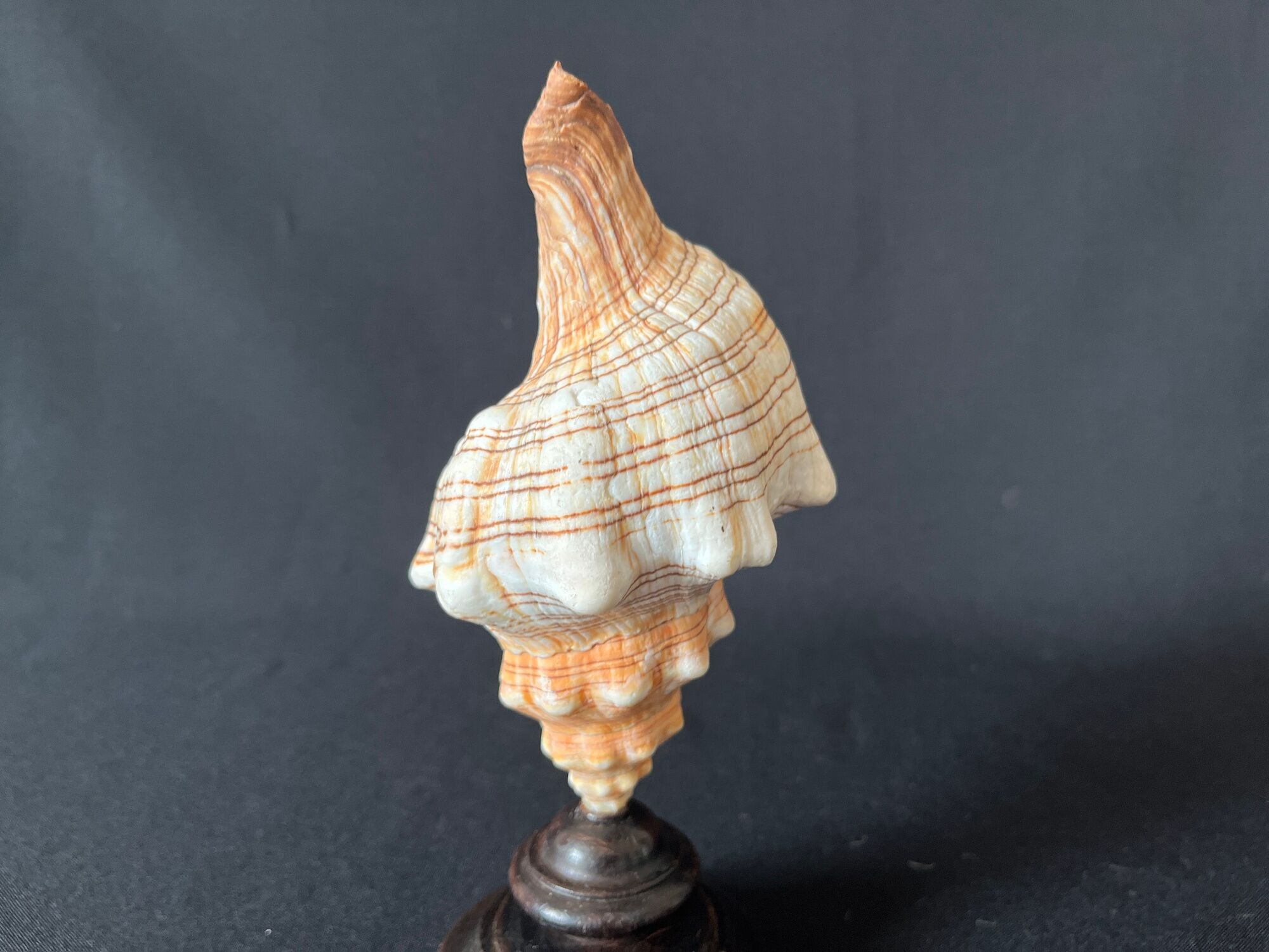 Shell Fasciolaria Trapezium on blackened turned wooden base old cabinet of curiosities