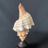 Shell Fasciolaria Trapezium on blackened turned wooden base old cabinet of curiosities