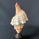 Shell Fasciolaria Trapezium on blackened turned wooden base old cabinet of curiosities