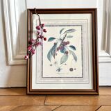 Botanical frame bigarreaux cherry branch