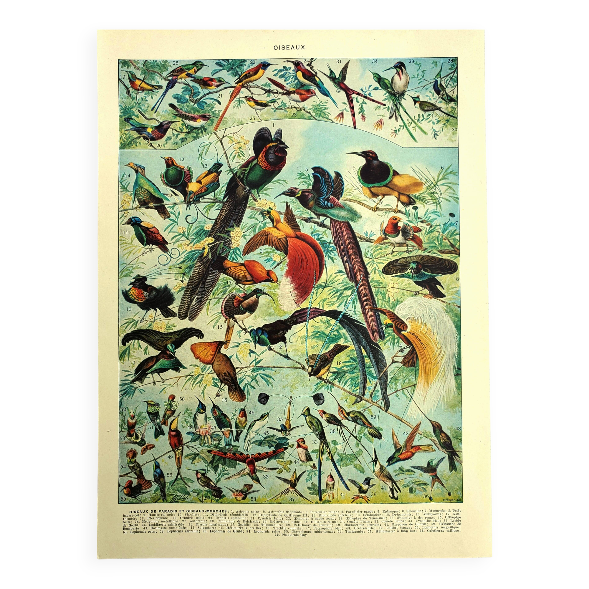 Old lithograph 1928 A. Millot - Birds 2, ornithology, birds