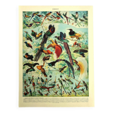 Old lithograph 1928 A. Millot - Birds 2, ornithology, birds