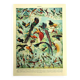 Old lithograph 1928 A. Millot - Birds 2, ornithology, birds