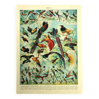 Old lithograph 1928 A. Millot - Birds 2, ornithology, birds
