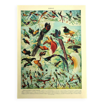 Lithographie ancienne 1928 A. Millot - Oiseaux 2, ornithologie, volatiles