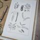 Printed in 1889, legumes. Antique botanical plate.