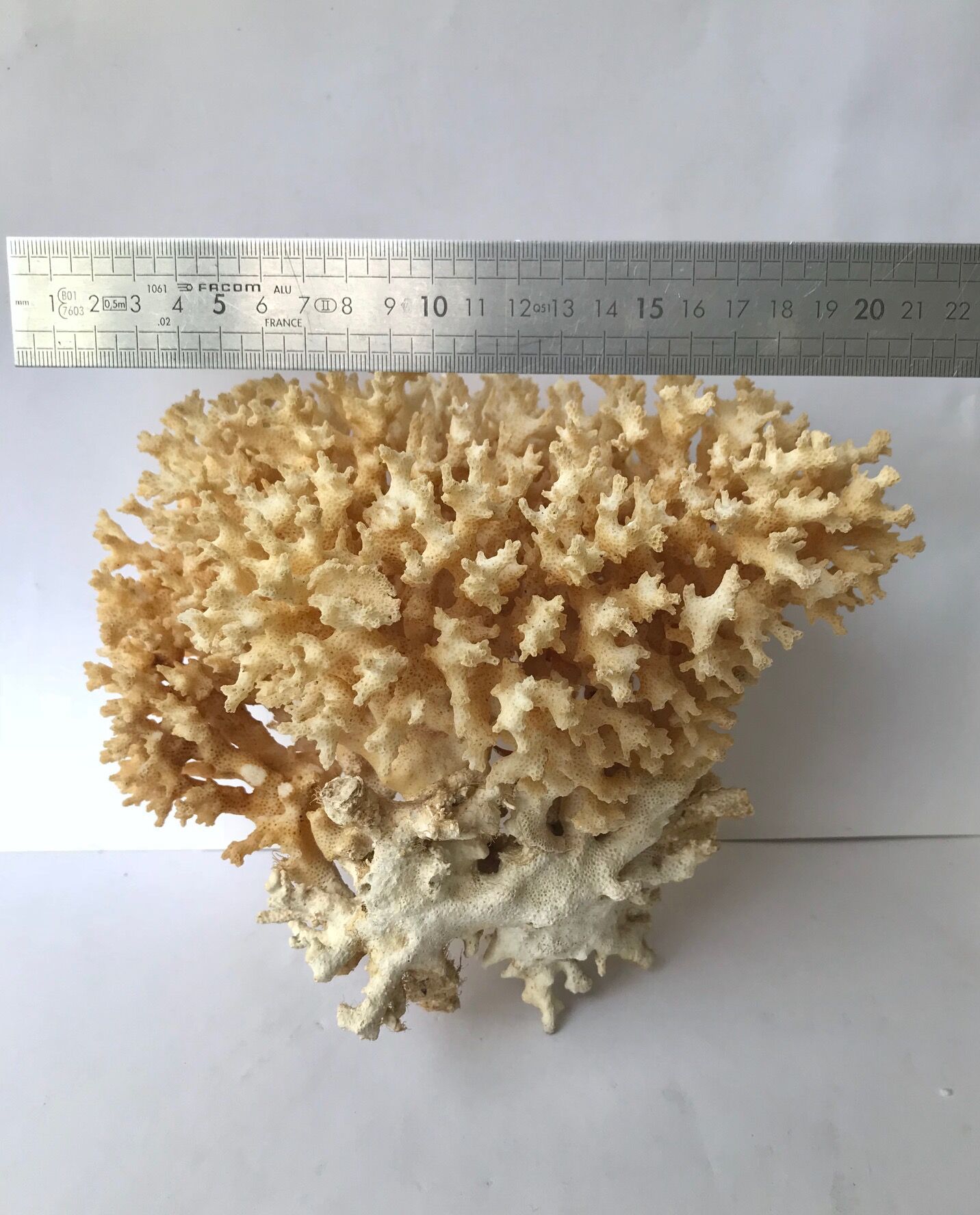 Big bush pacific coral