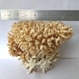 Big bush pacific coral