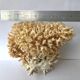 Big bush pacific coral