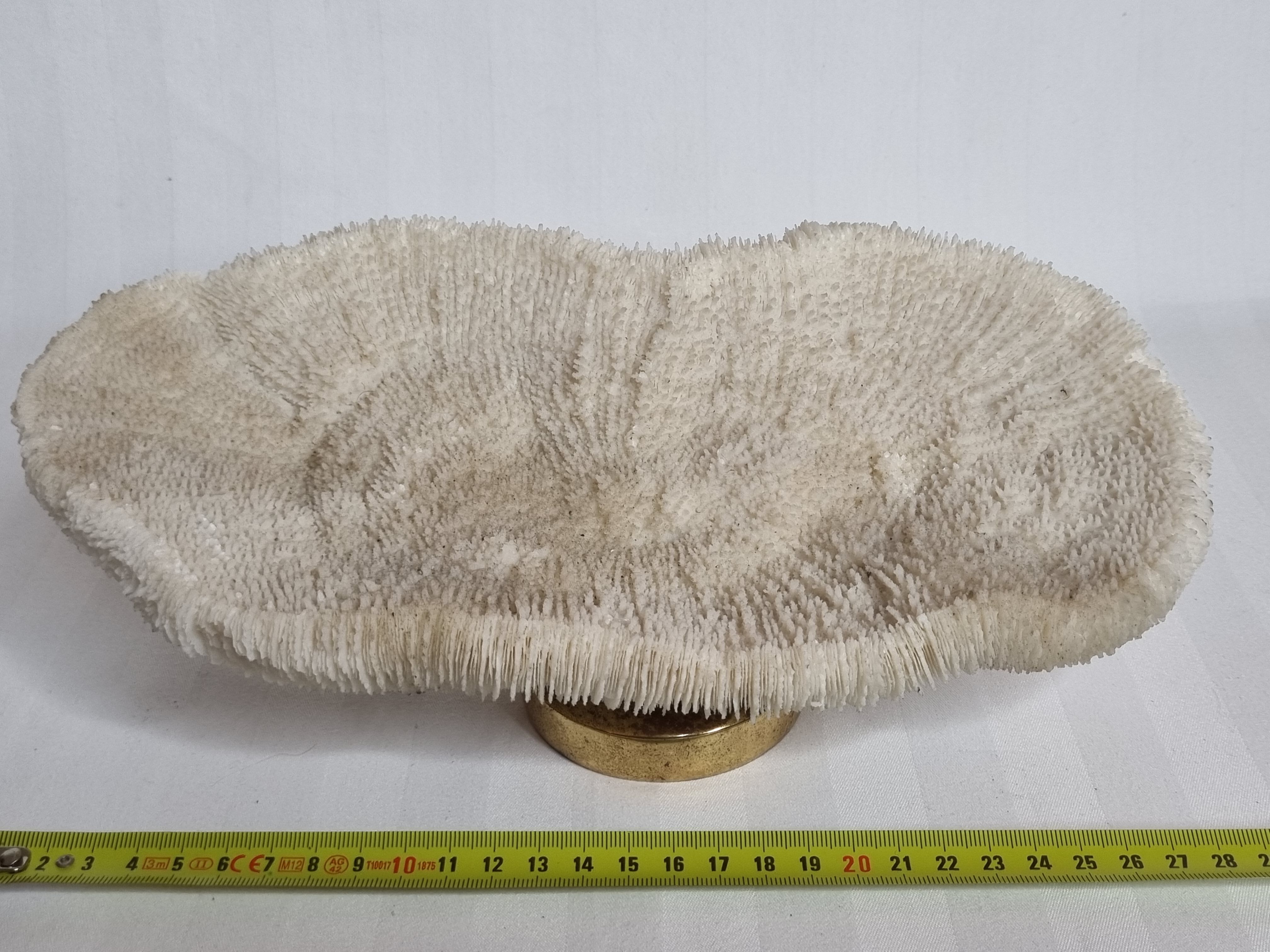 Old white coral on brass base "Pacific Shell", 28 cm