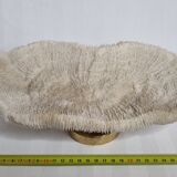 Old white coral on brass base "Pacific Shell", 28 cm