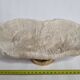 Old white coral on brass base "Pacific Shell", 28 cm