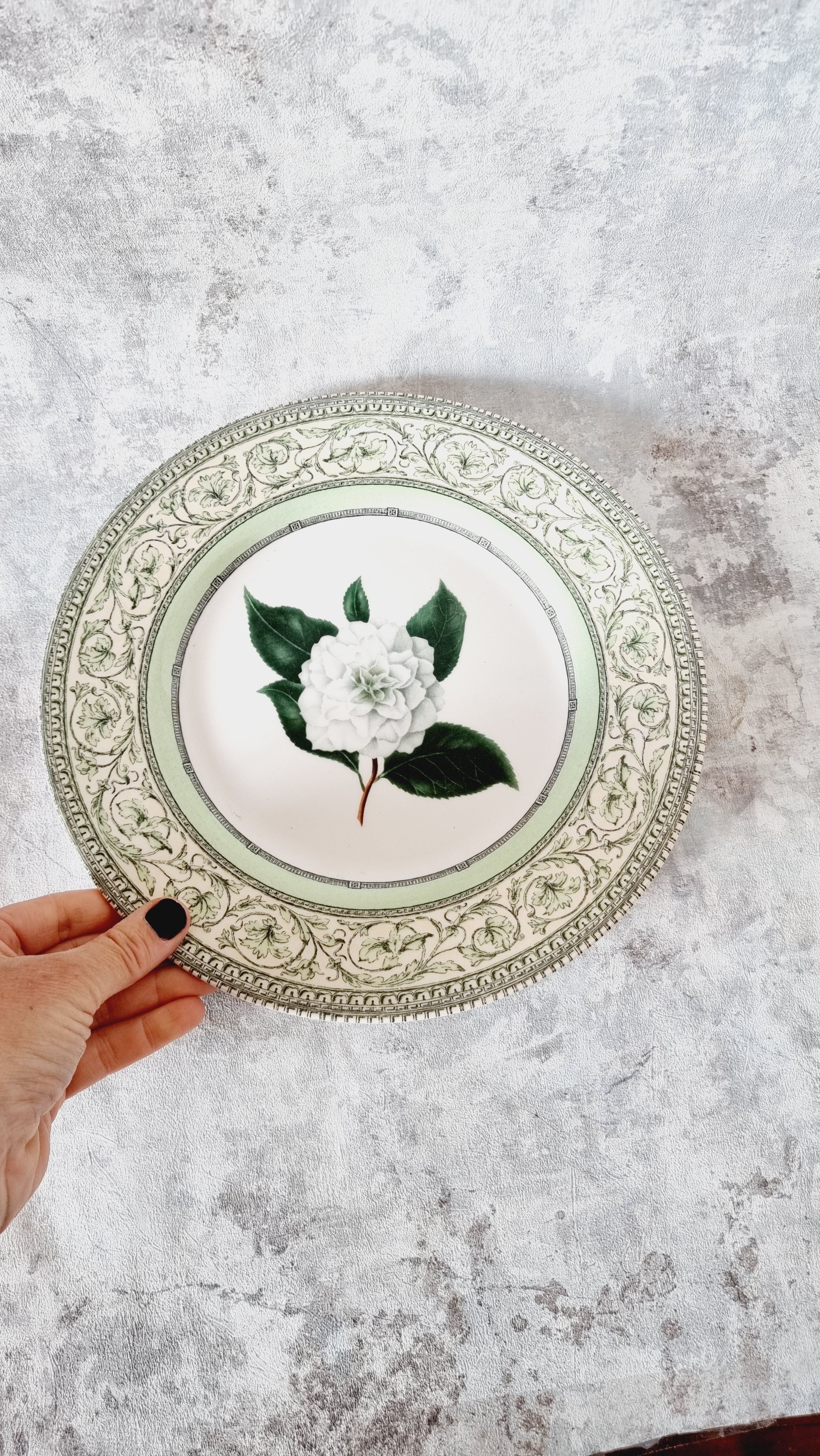 Vintage plate from the royal horticultural society applebee collection of england
