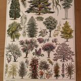 Botanical trees original Larousse plates from the beginning of the century
