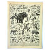 Botanical engraving 1897 A. Millot - Paleontology 2, prehistory