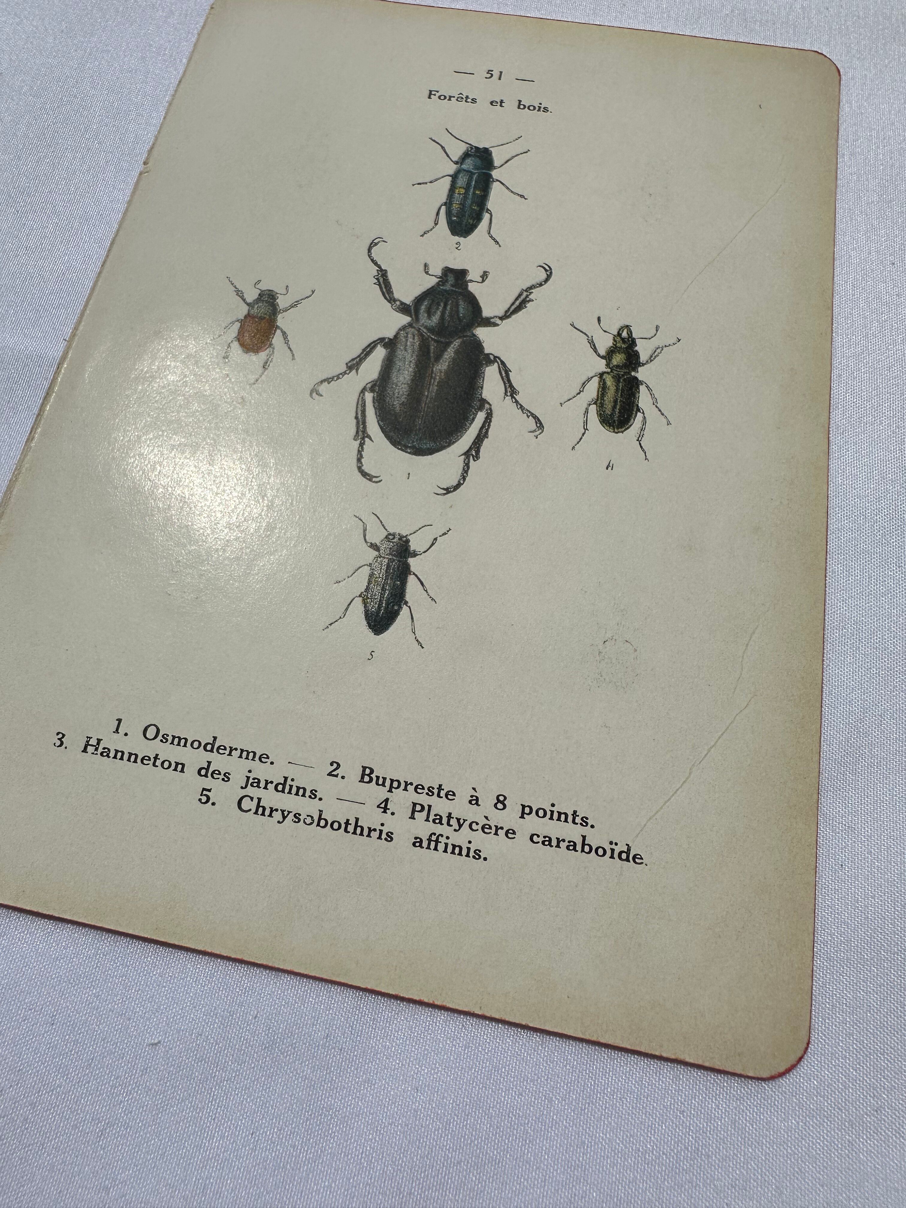 Old double-sided lithographic botanical plate.