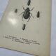 Old double-sided lithographic botanical plate.