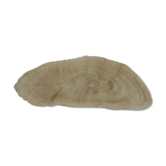 Corail champignon Fungia