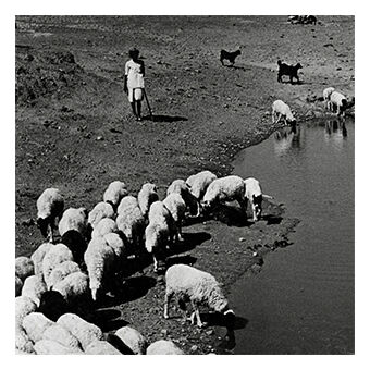 transhumance, rajasthan