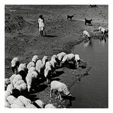 transhumance, rajasthan