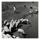 transhumance, rajasthan