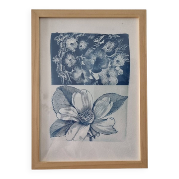 Cyanotype botanique encadré