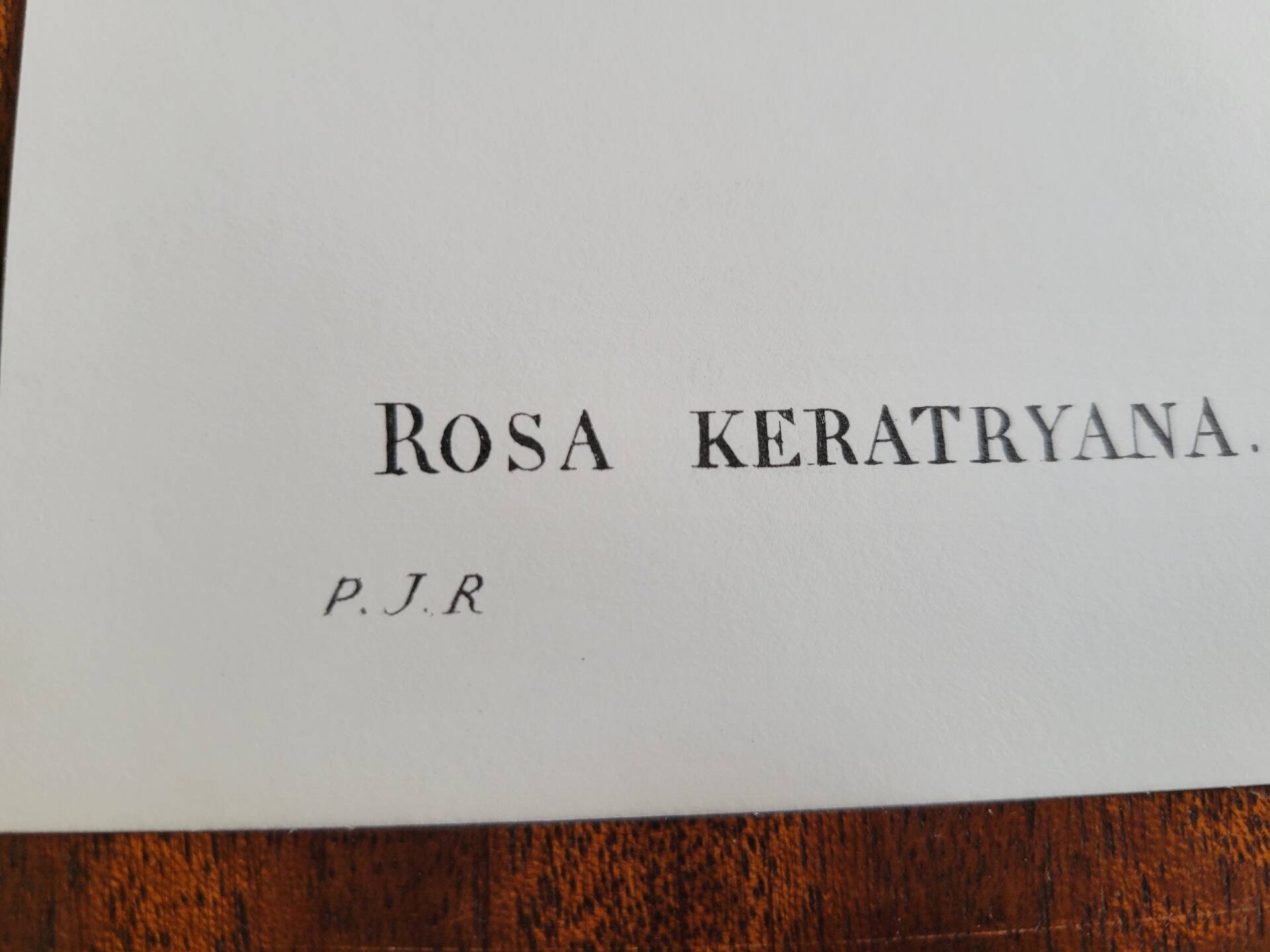 Botanical plate Rose Kératry, P.J. Redouté 1960