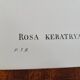 Botanical plate Rose Kératry, P.J. Redouté 1960