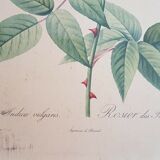 Rosier lithographie Pierre-Joseph Redouté