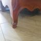 Rustic buffet Louis XV-Regency-jointed-massive wood-snail feet